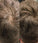 Beaver keratin hair building fibers - Medium blonde (12 gr) - Hairgivers